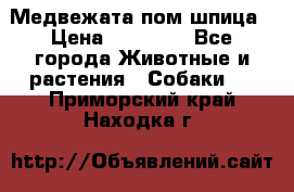 Медвежата пом шпица › Цена ­ 40 000 - Все города Животные и растения » Собаки   . Приморский край,Находка г.